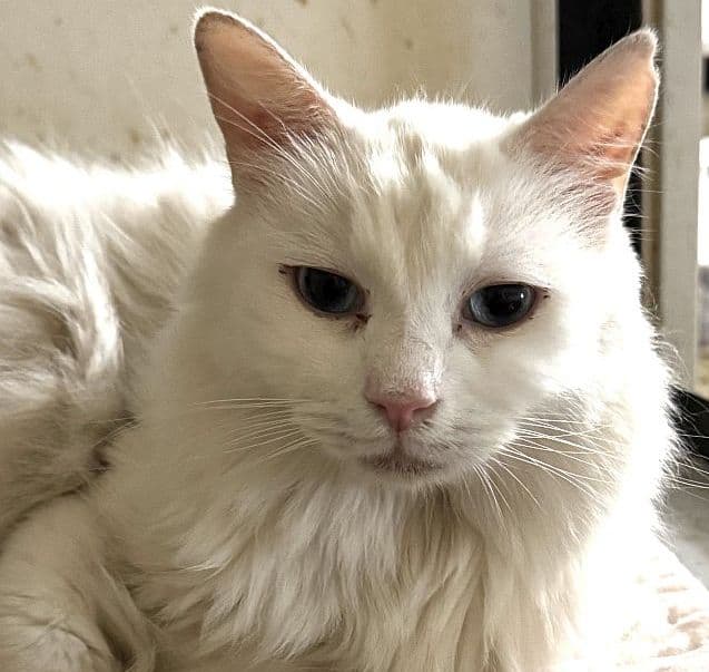 Blu Barry - Domestic Medium Hair