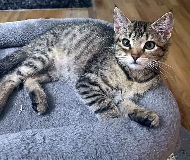 Marcy - Domestic Short Hair
