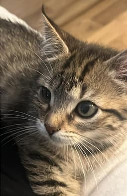 Marcy image 4