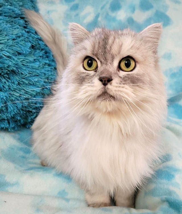 Mason - Persian