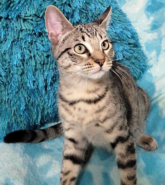 Star-Knite - Domestic Short Hair