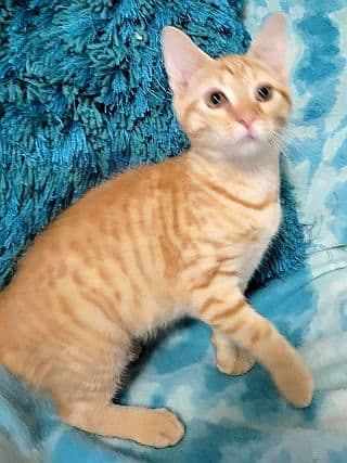 Star-Brite - Domestic Short Hair