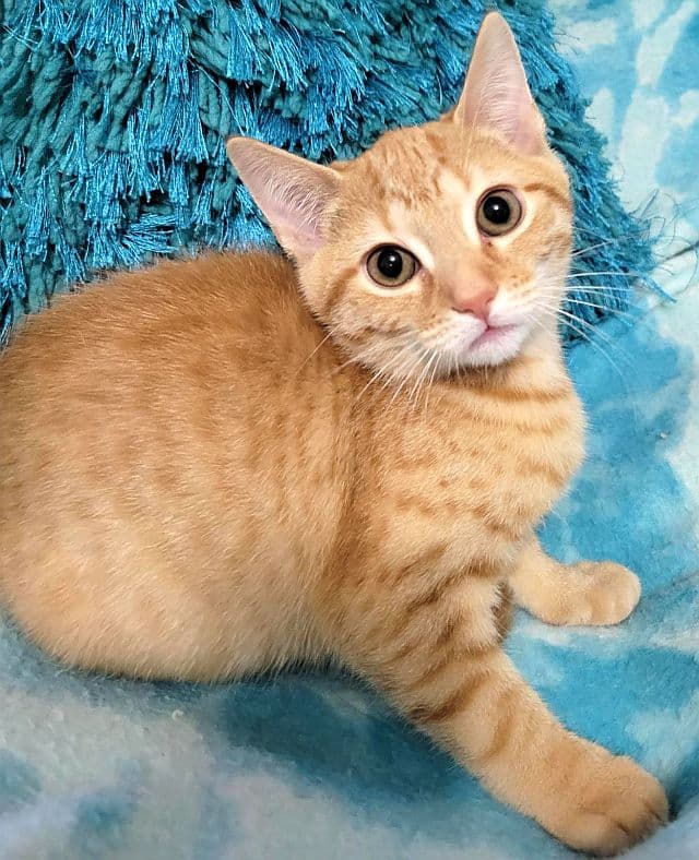 Star-Lite - Domestic Short Hair