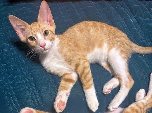 Stompers - Domestic Short Hair