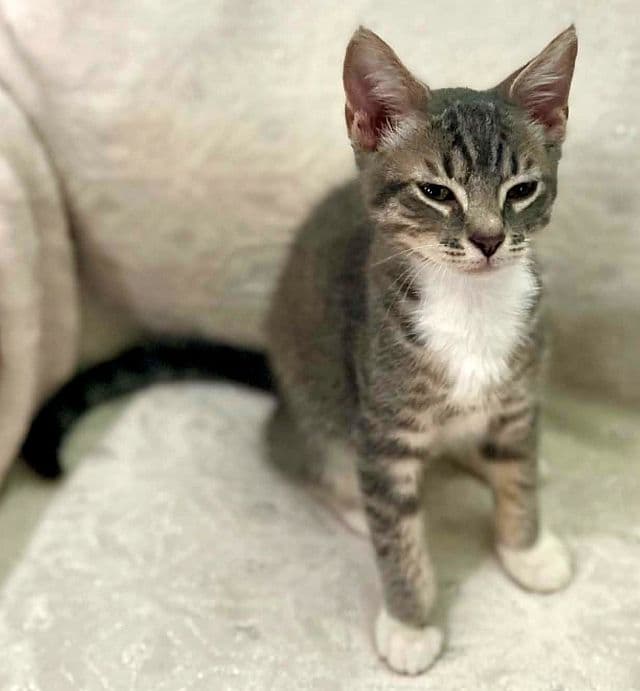 Sasha - Egyptian Mau