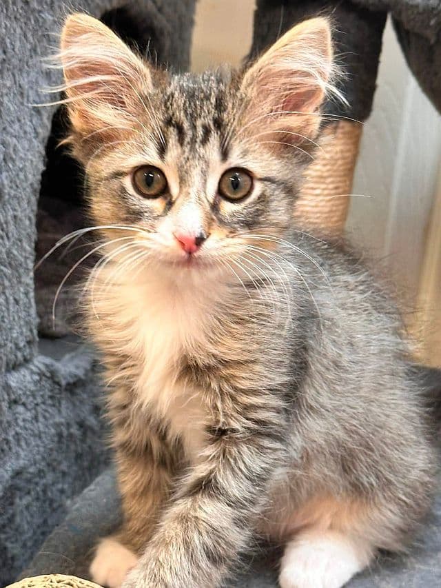Leo - Domestic Medium Hair