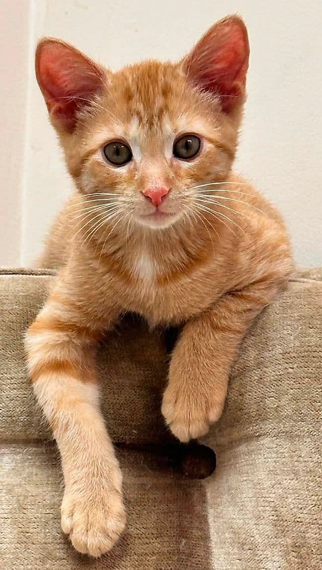 Luke - Domestic Short Hair