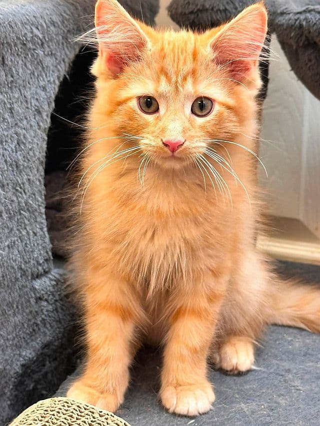 Larry - Domestic Medium Hair