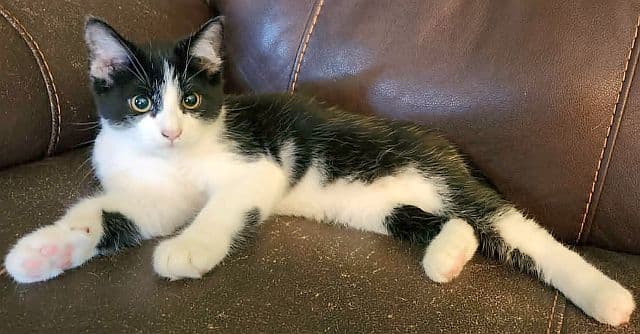 Howie - Domestic Short Hair