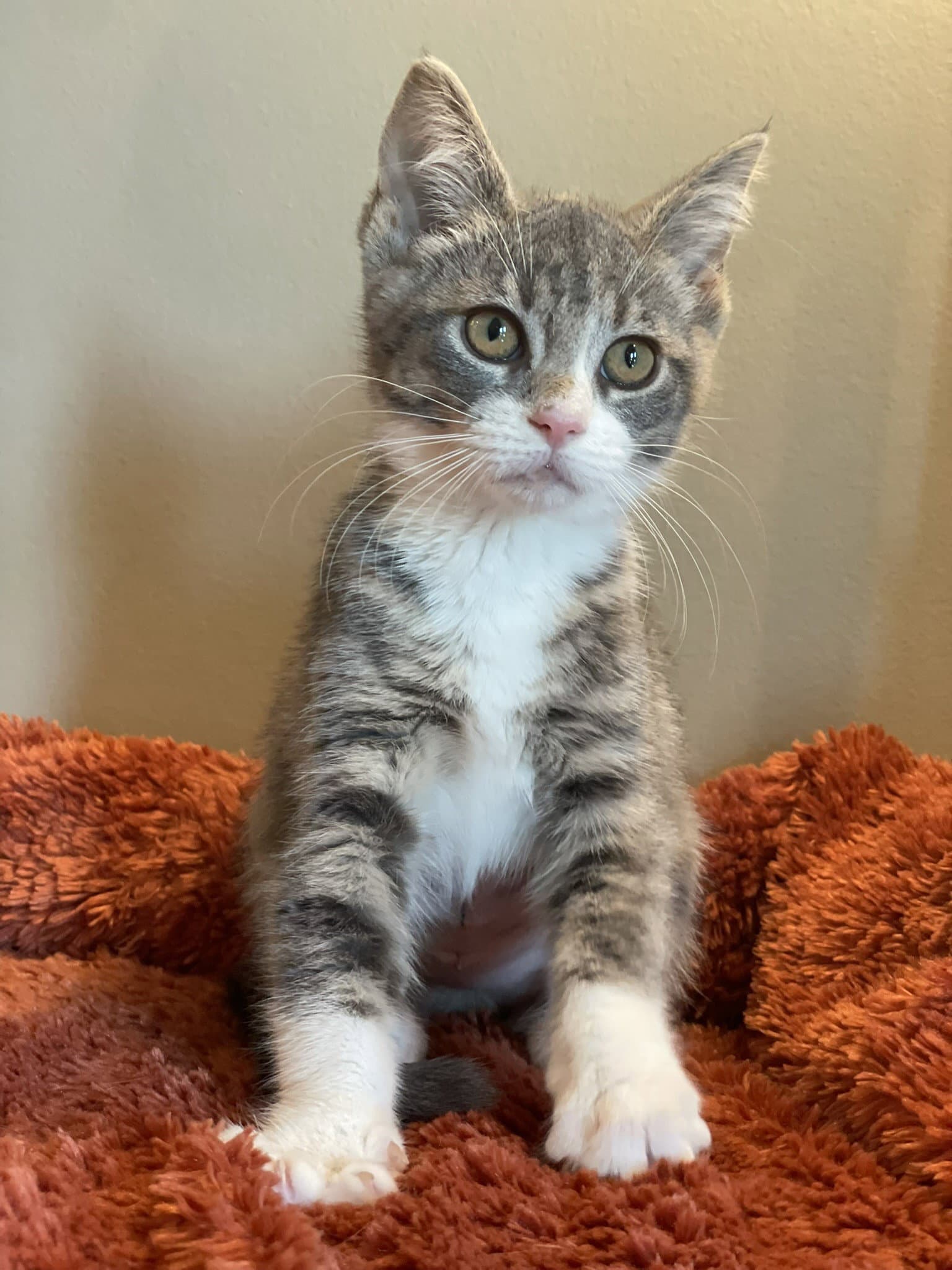 Reeces - Tabby