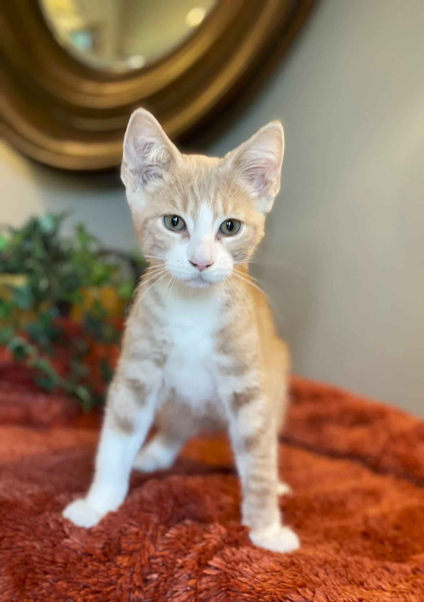 Heath - Tabby