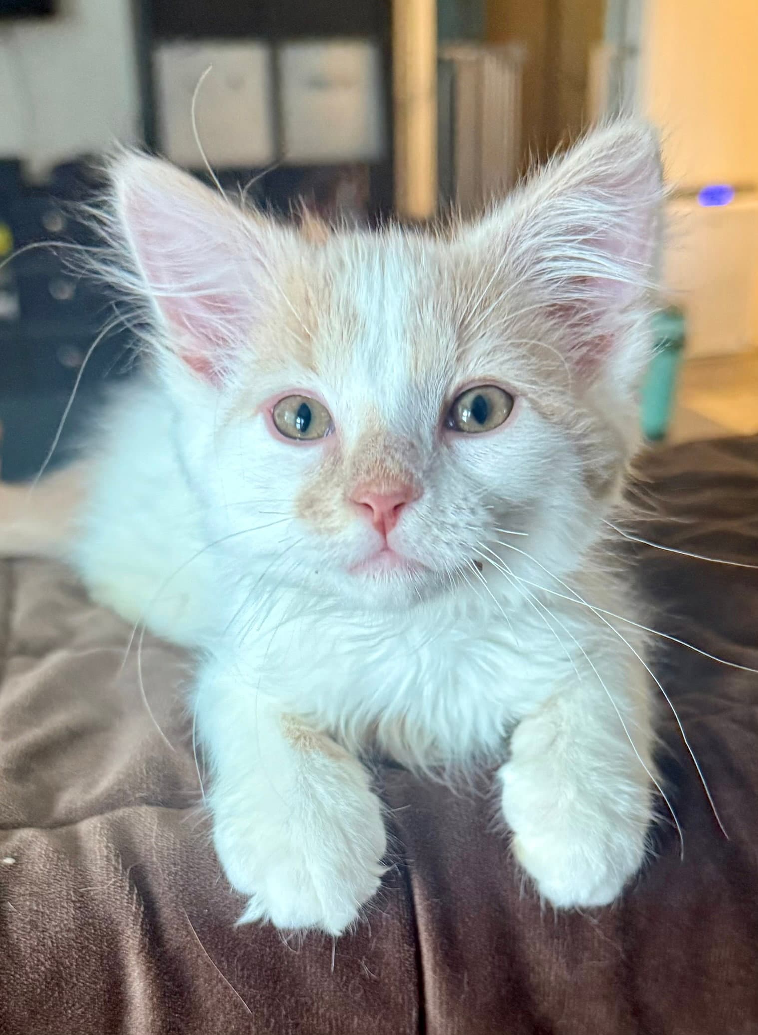 Dodge - Domestic Long Hair