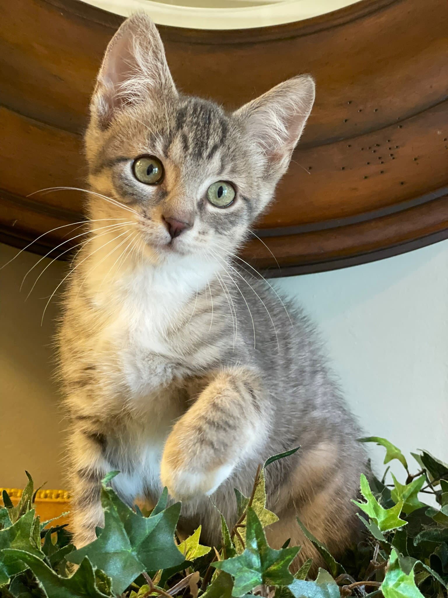 Chevy - Tabby
