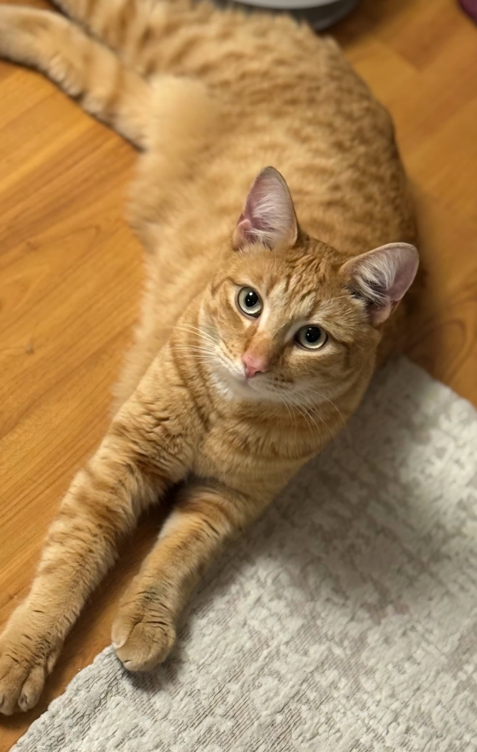 Rusty - Tabby