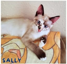 Sally image 2