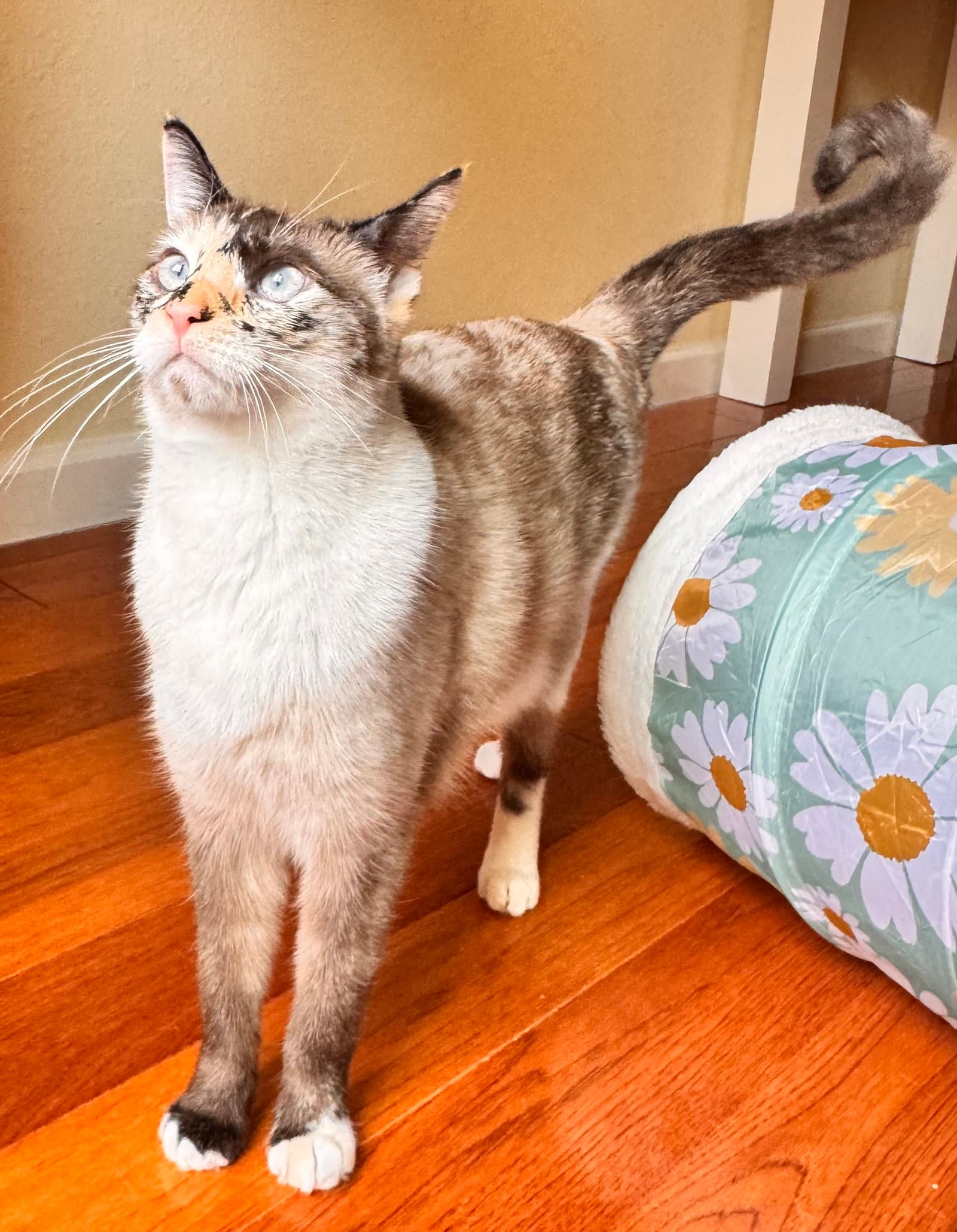 Sally - Domestic Short Hair