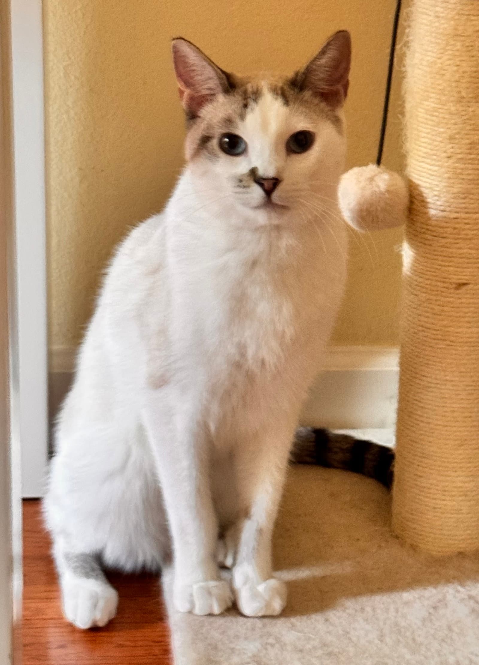 Harry - Domestic Short Hair