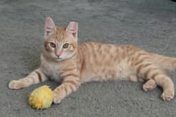 Simba image 1