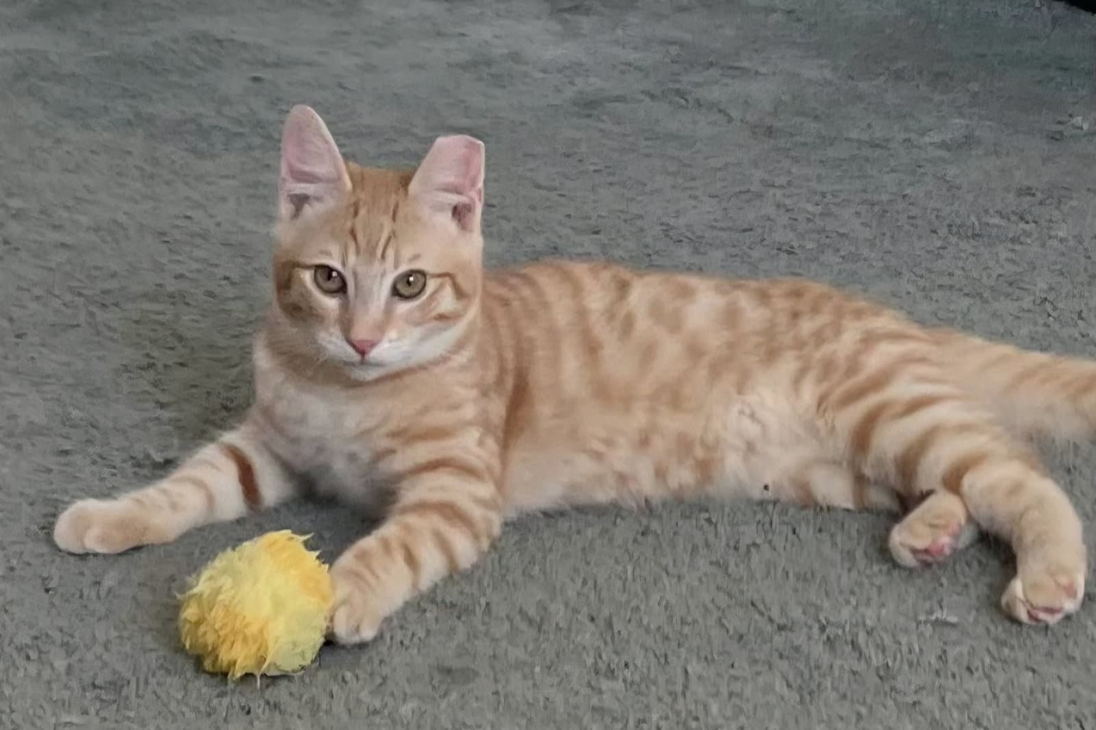 Simba - Domestic Short Hair