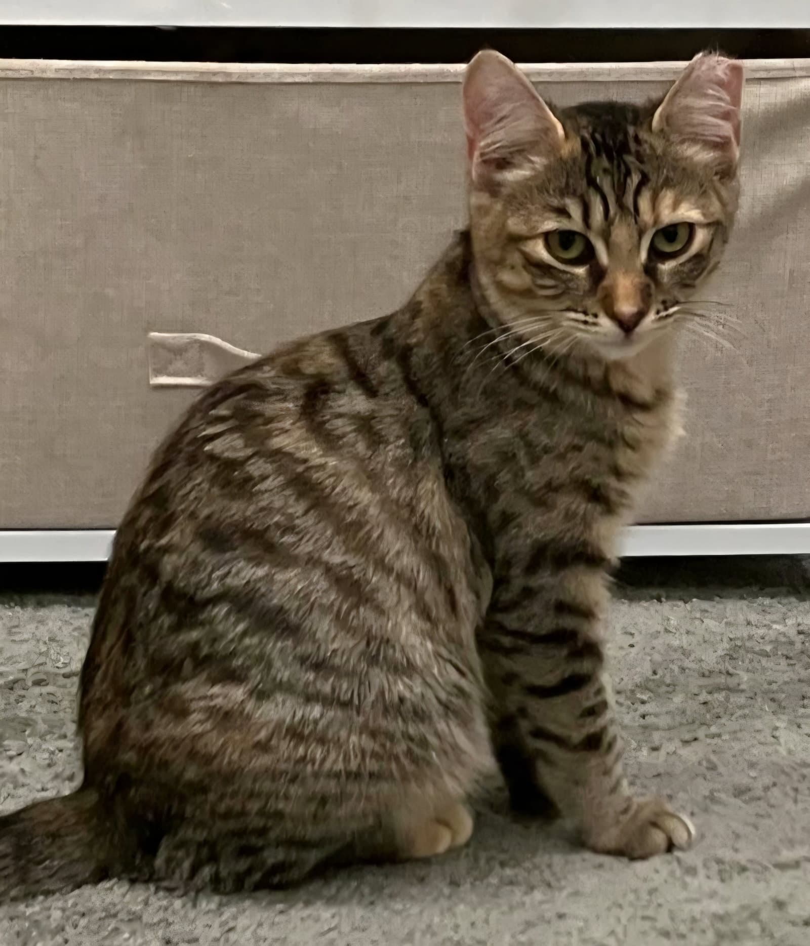 Tiny - Domestic Short Hair