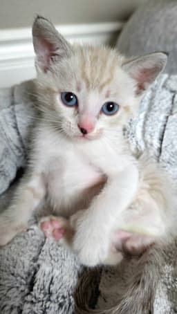 Romeo image 2