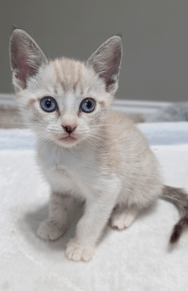 Romeo - Siamese