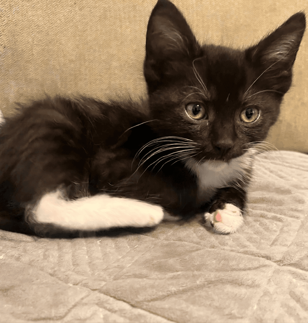 Claude - Tuxedo
