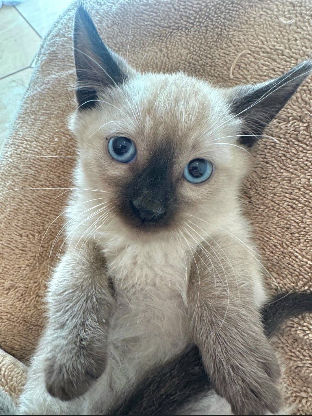 Blue - Siamese
