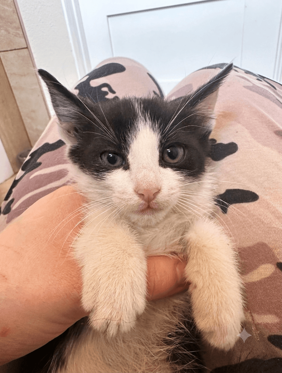 Carl - Tuxedo