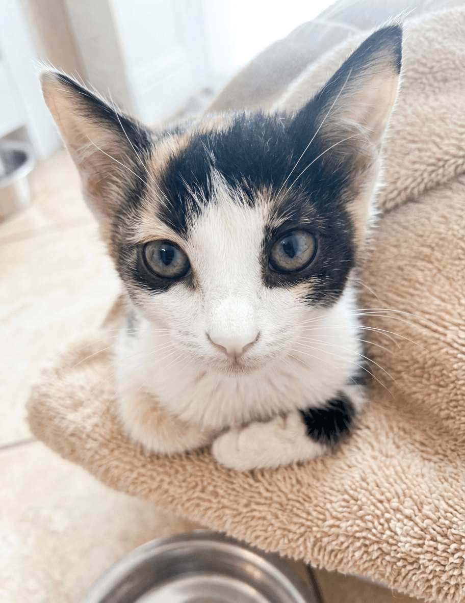 Peppermint - Calico