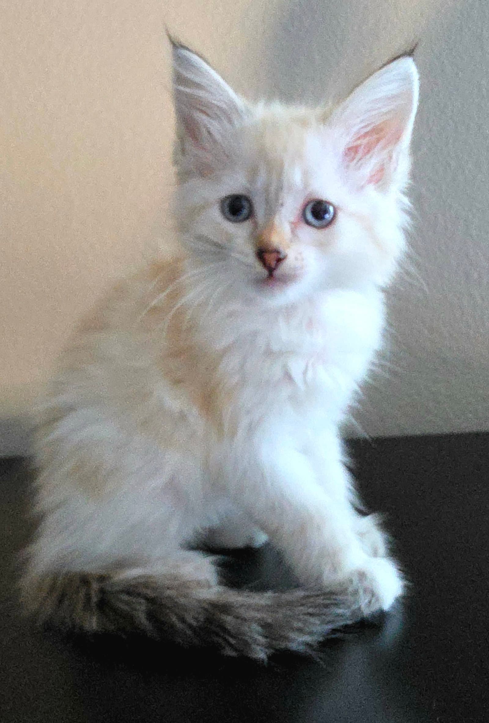 Marigold - Siamese