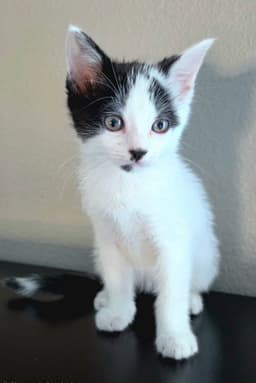 Maisie image 1