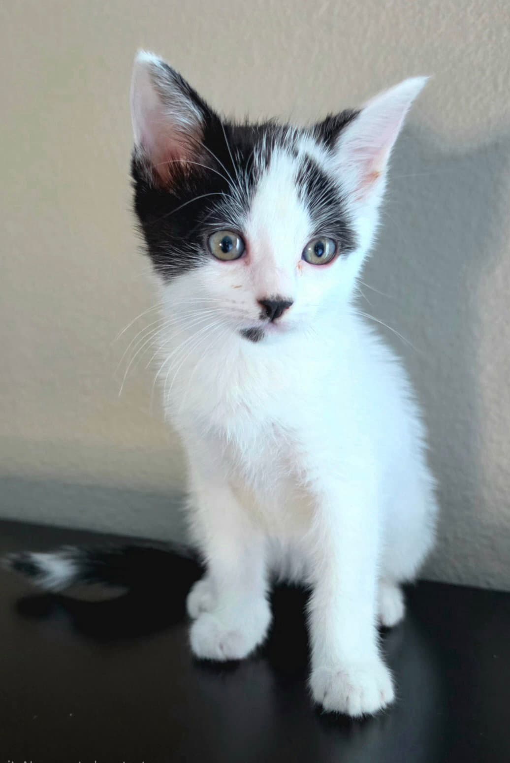 Maisie - Tuxedo