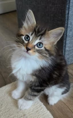 Margot image 3