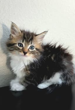 Margot image 1