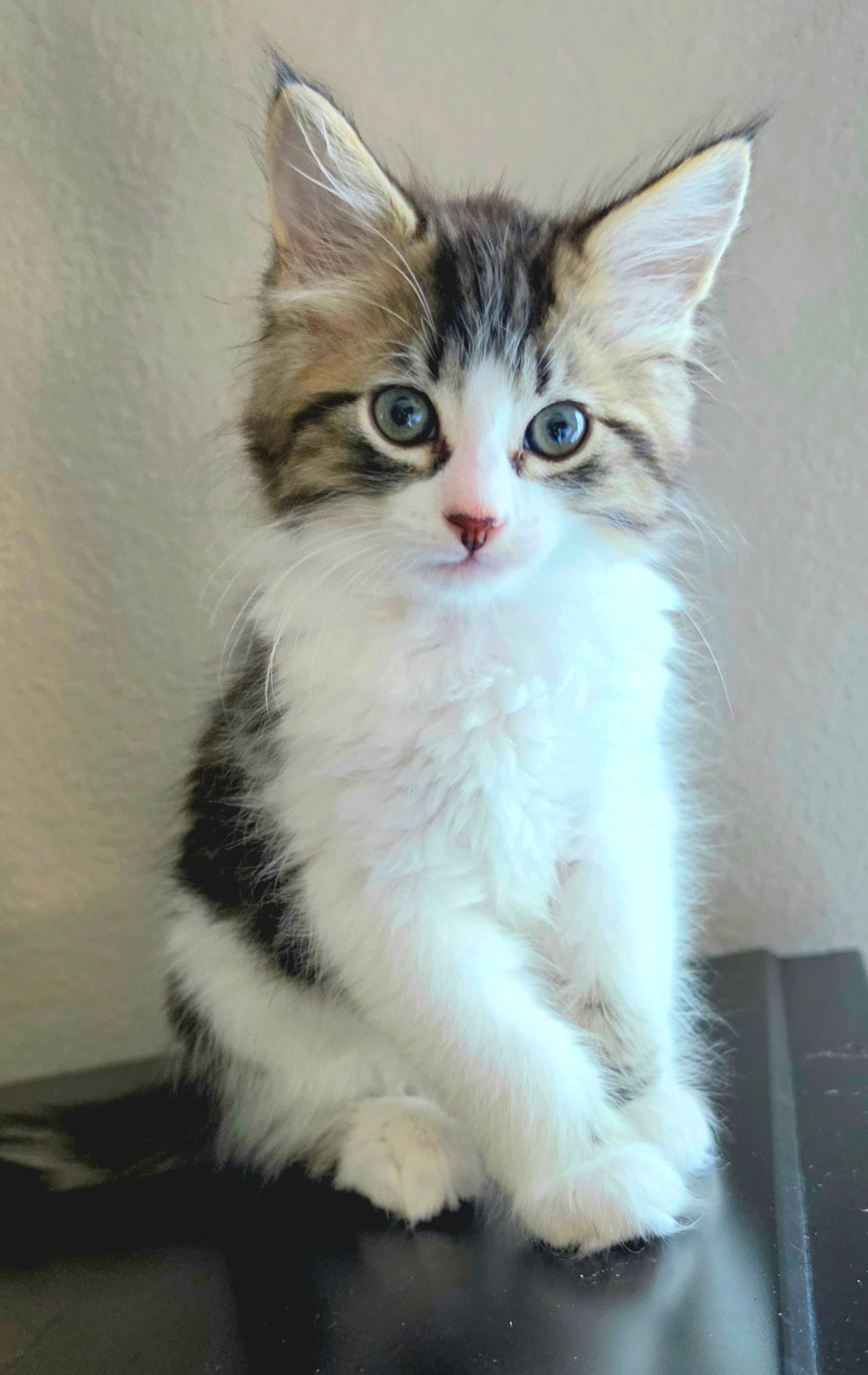 Marcel - Domestic Medium Hair