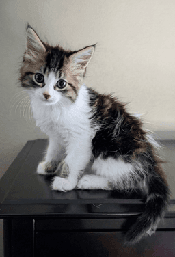 Marcel image 1