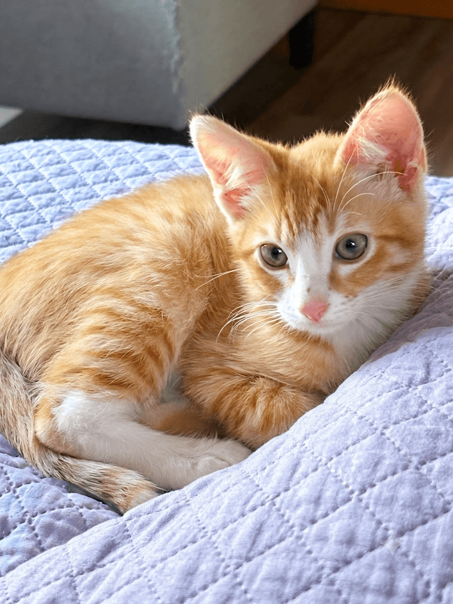 Rory - Tabby
