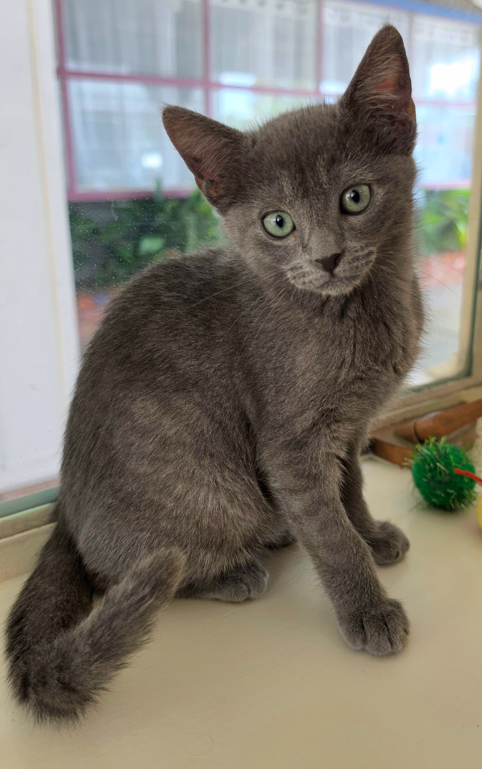 Jewel - Domestic Short Hair