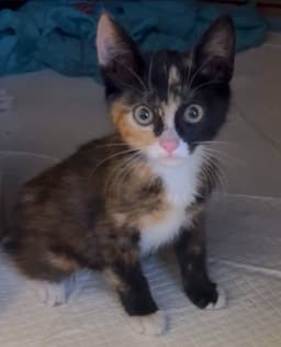 Tiana image 1