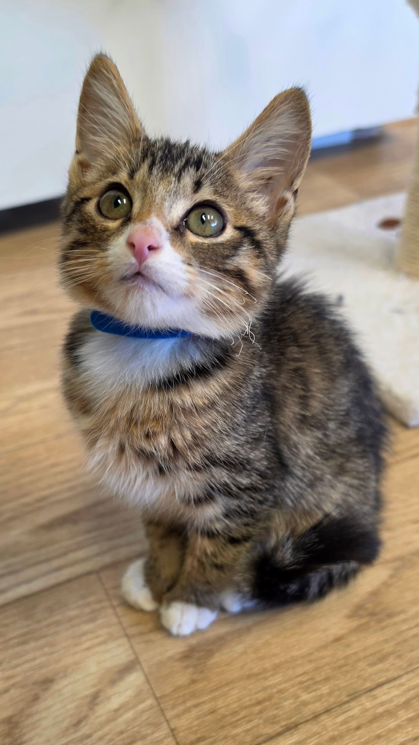 Kai - Tabby