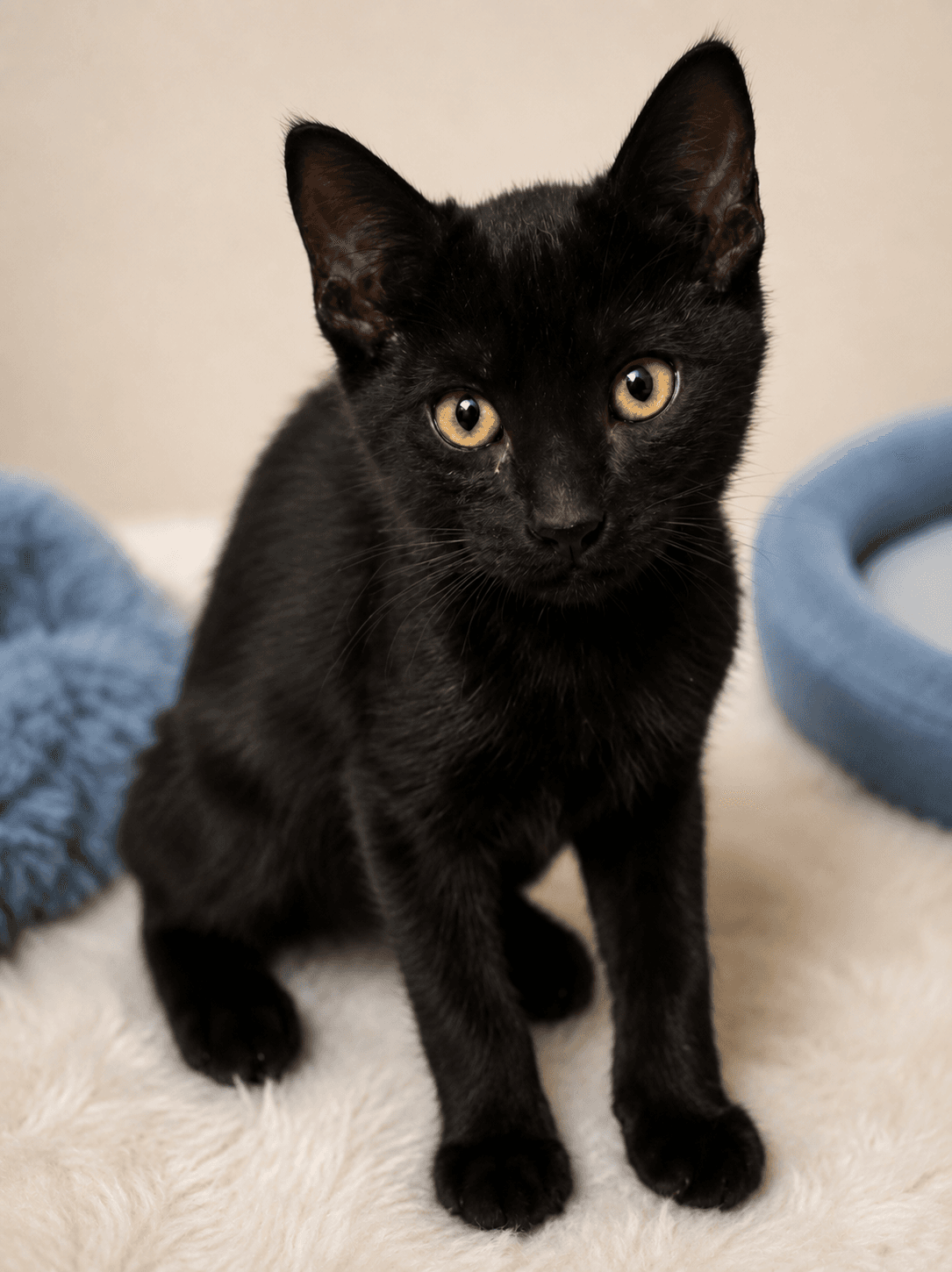 Kendrick - Domestic Short Hair