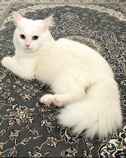 Oliver image 1