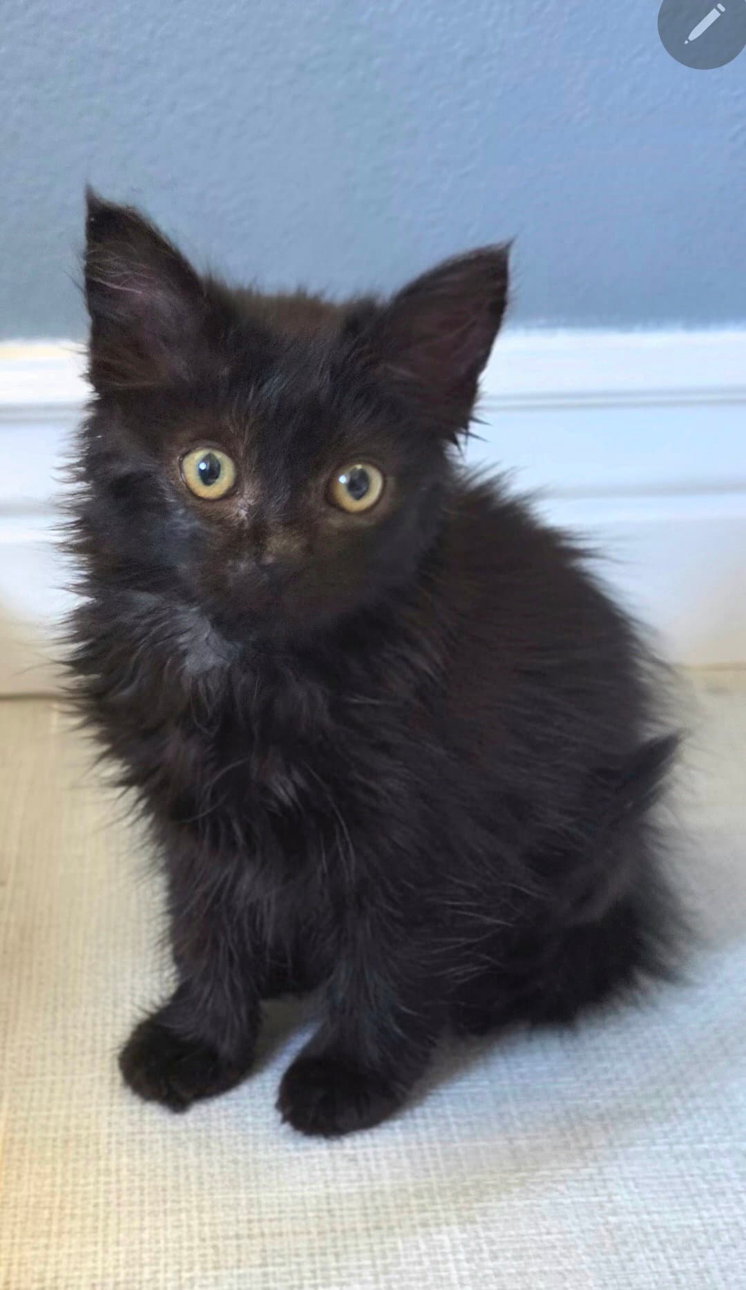 Nora - Domestic Medium Hair