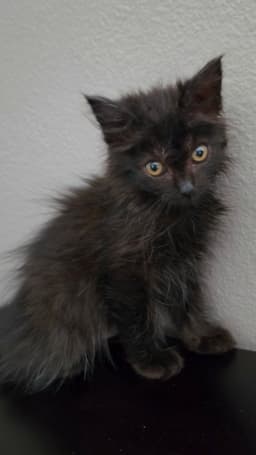 Nora image 2