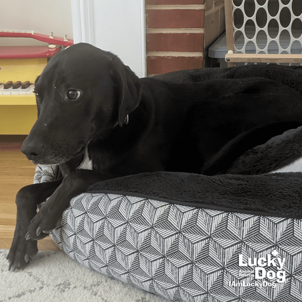 Collards - Labrador Retriever