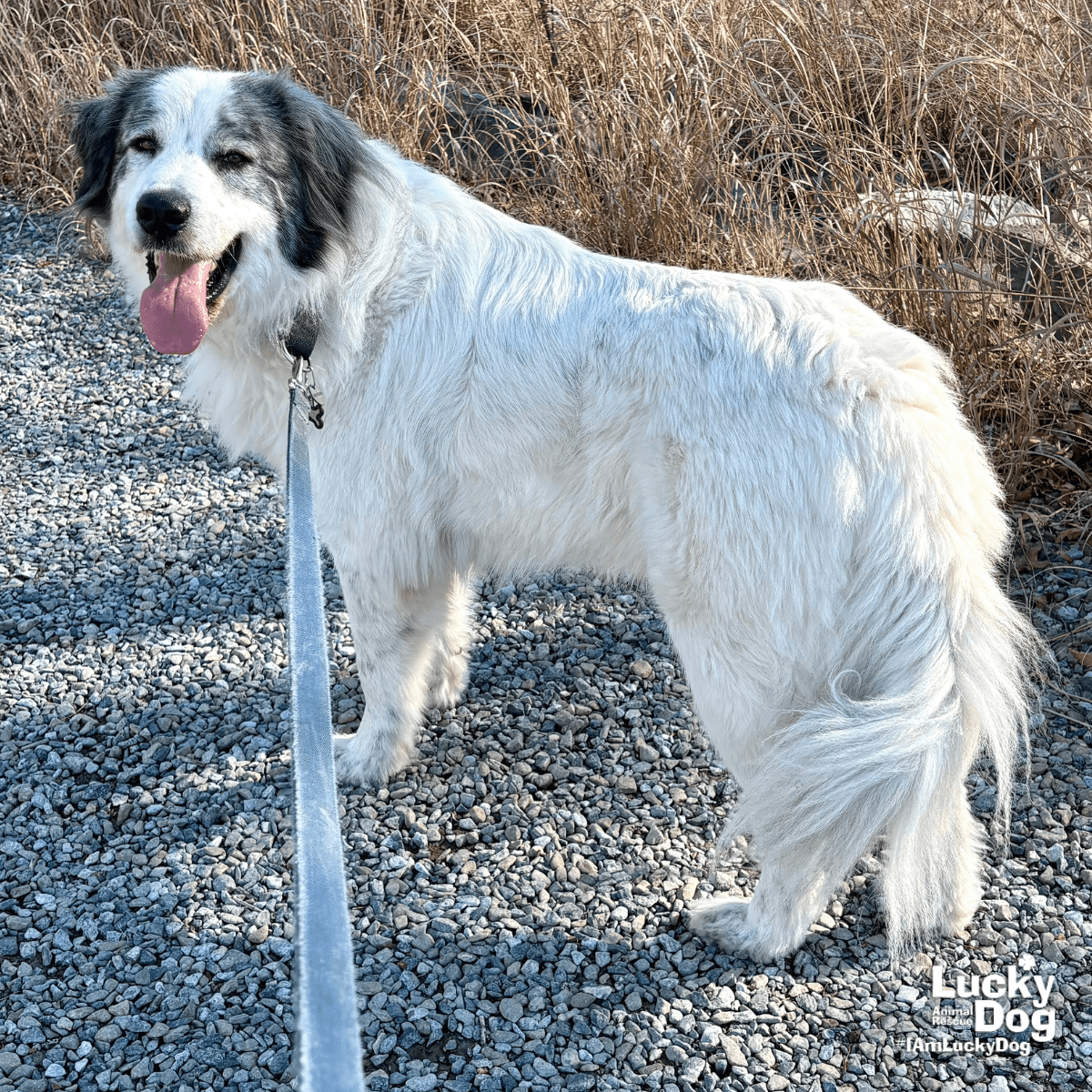 Big Boy - Great Pyrenees