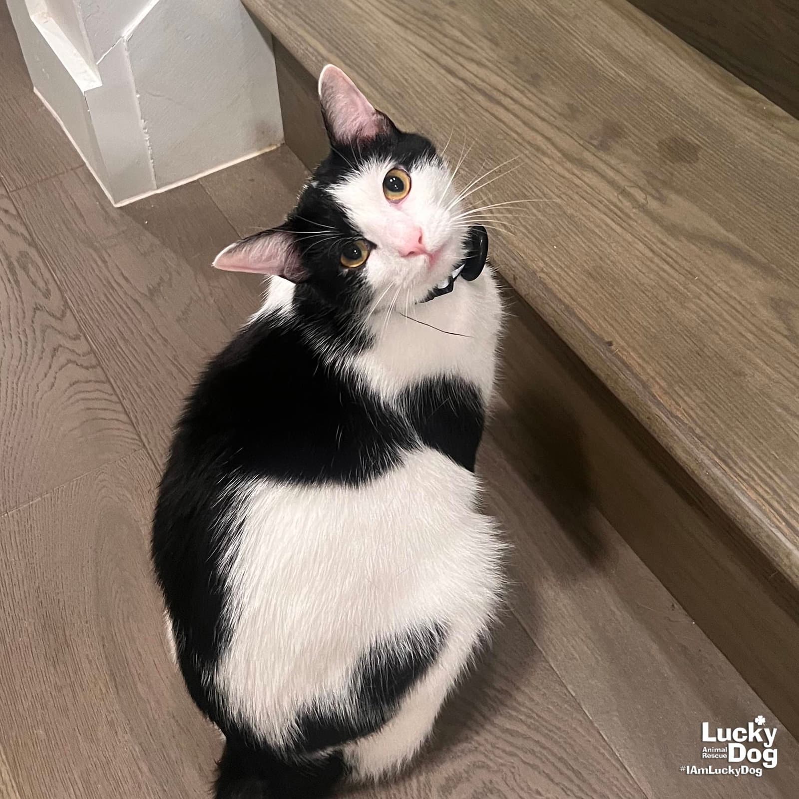 Tidbit - Domestic Short Hair