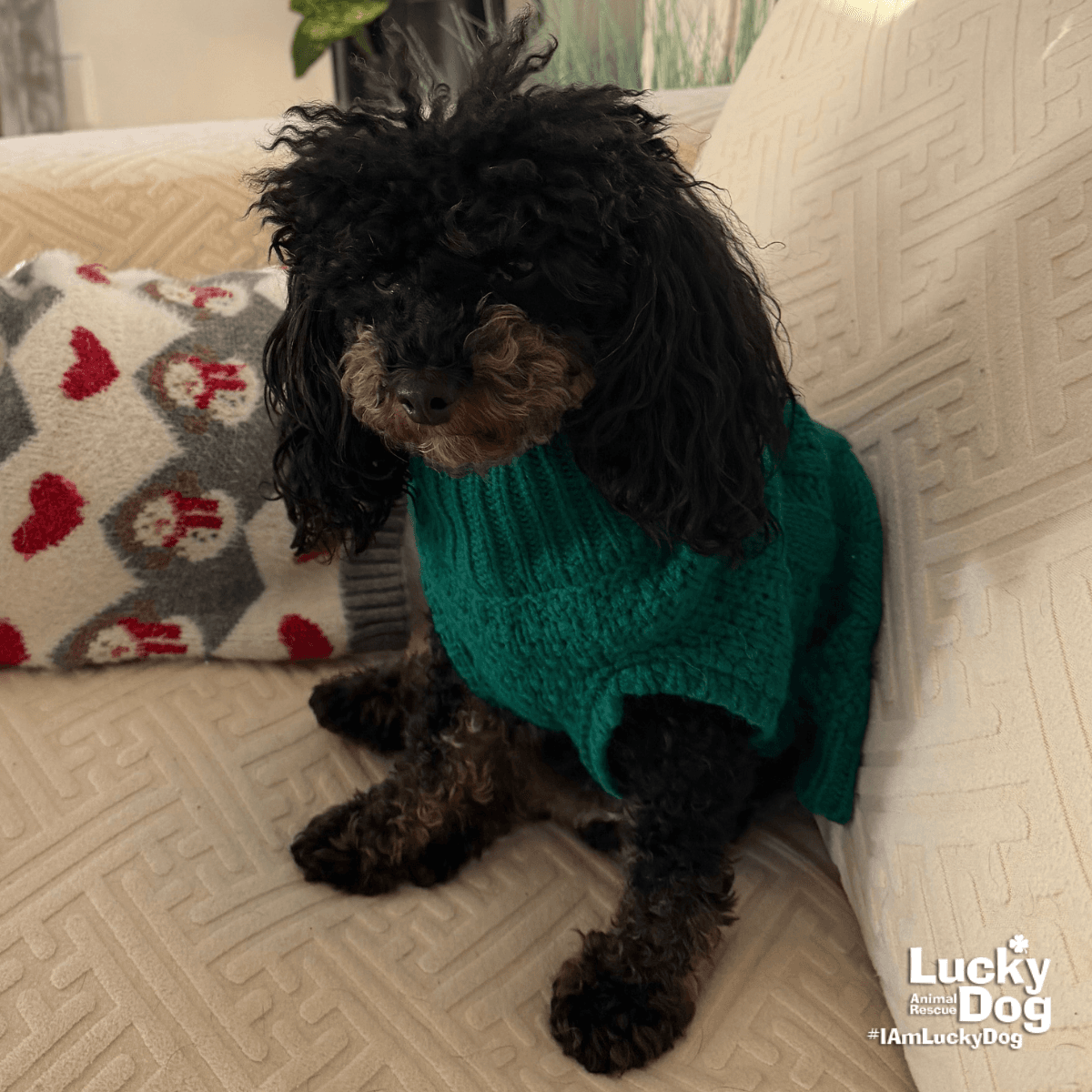Baylee - Poodle (Toy)