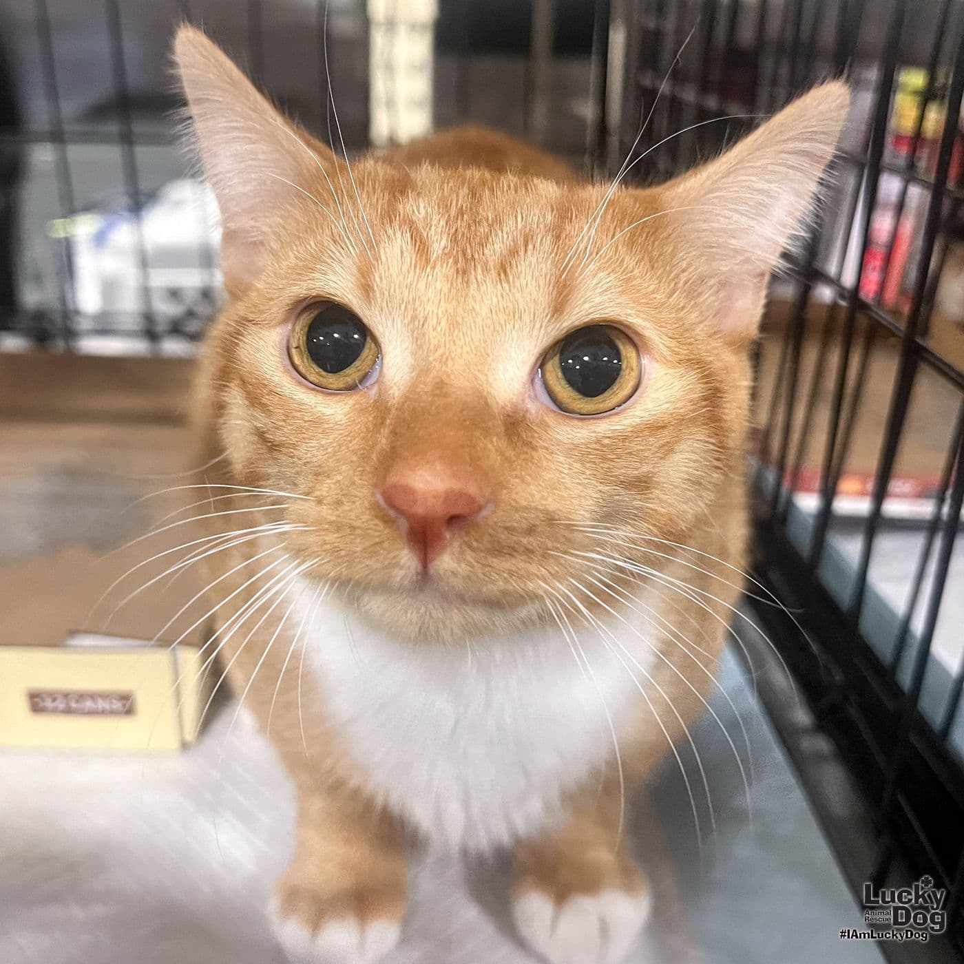 Chester - Domestic Short Hair
